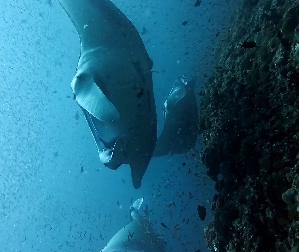 Manta Nomad Divers-Maalhos必去景点