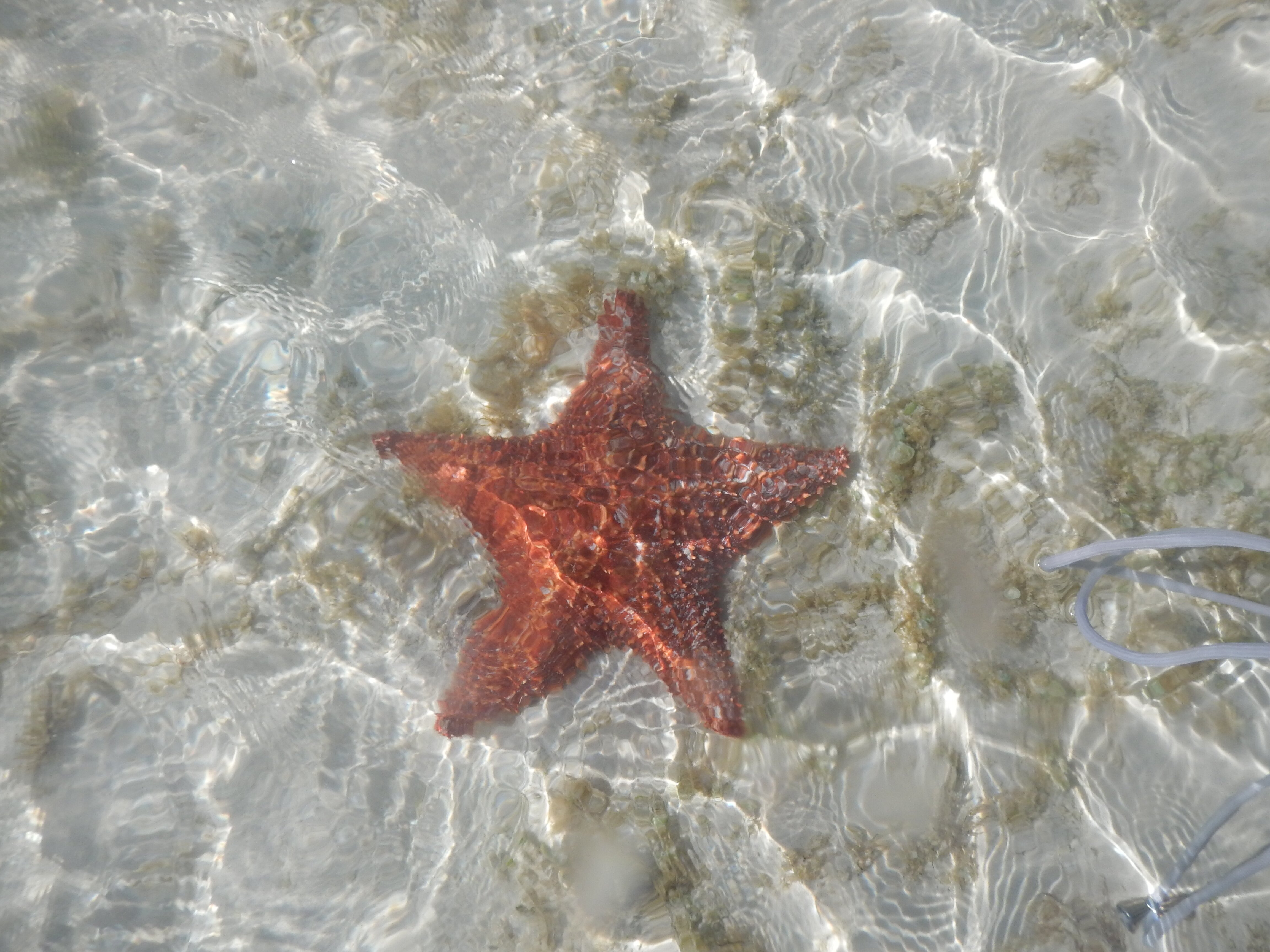 Hotel Playa Coco-泳池