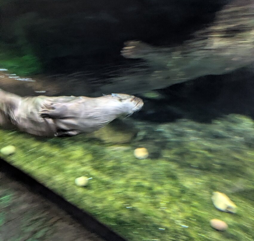 Loveland Living Planet Aquarium-德雷珀必去景点