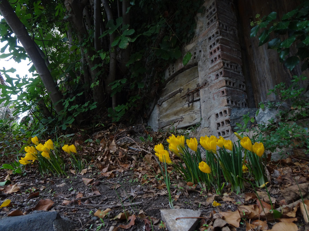 Chateau de Rochemaure-Rochemaure必去景点