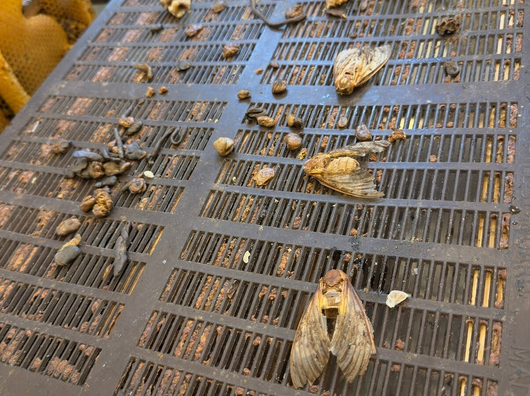 Melissokomikí Kérkyras Vasilákis-Vatos必去景点