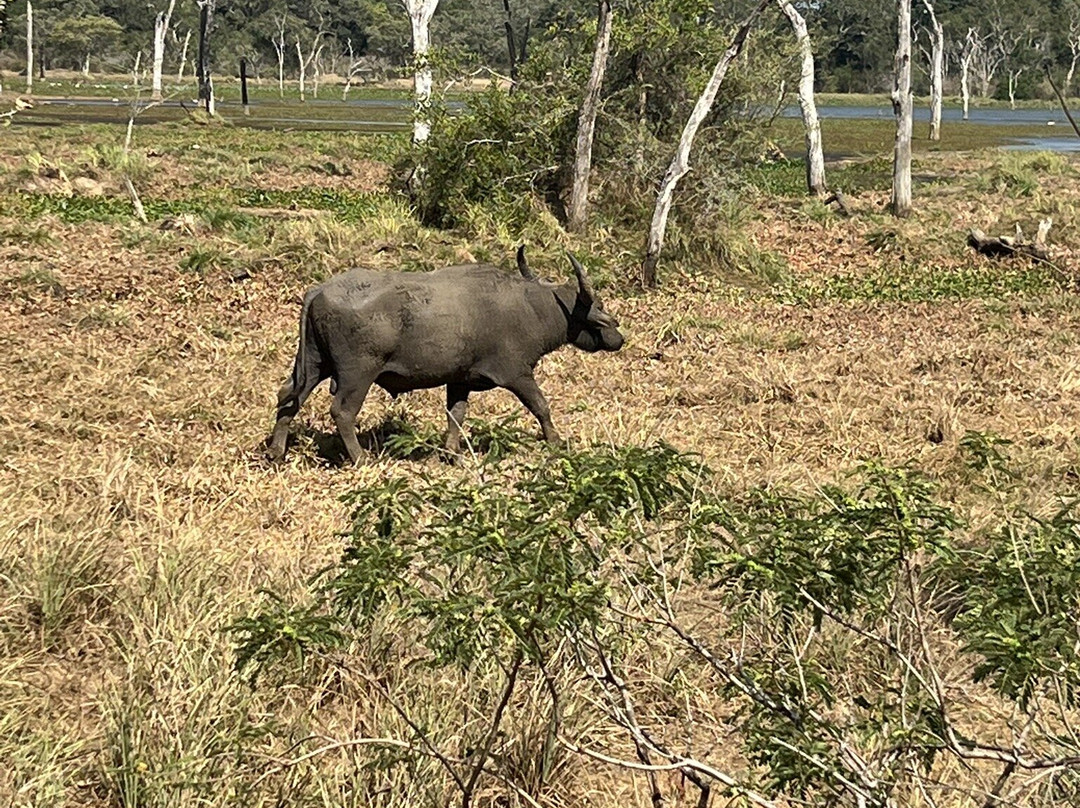 Lanka Tracker - Day Tours-马塔拉必去景点