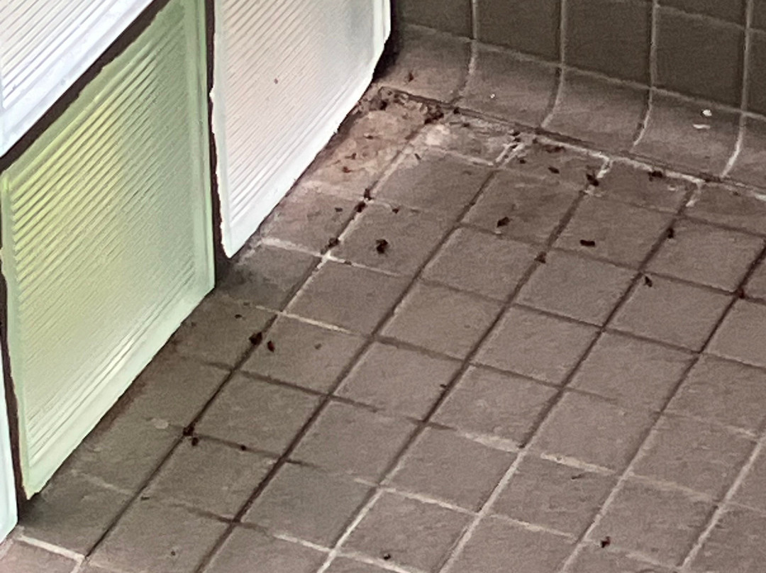 Largo Central Park Nature Preserve-拉哥必去景点