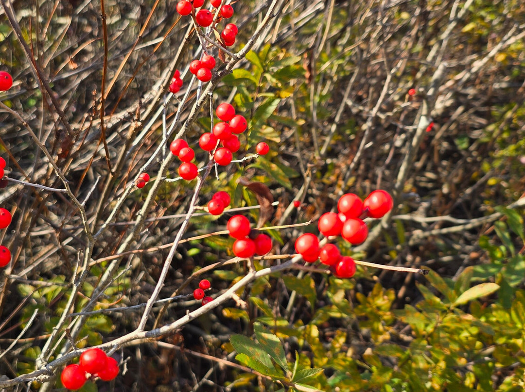 Marais de la Riviere aux Cerises-梅戈格必去景点