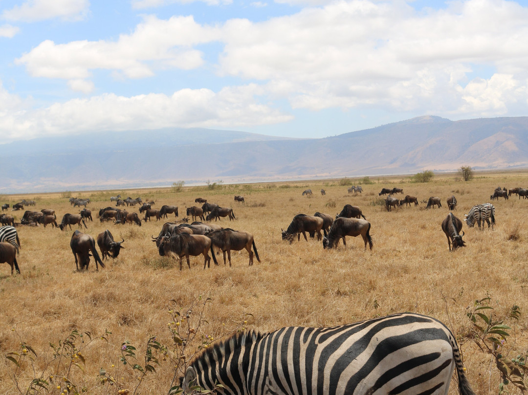 Shrike Safaris-姆万扎必去景点