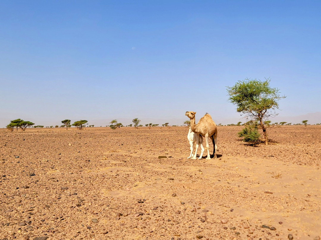 Desert Foum Zguid-Foum Zguid必去景点