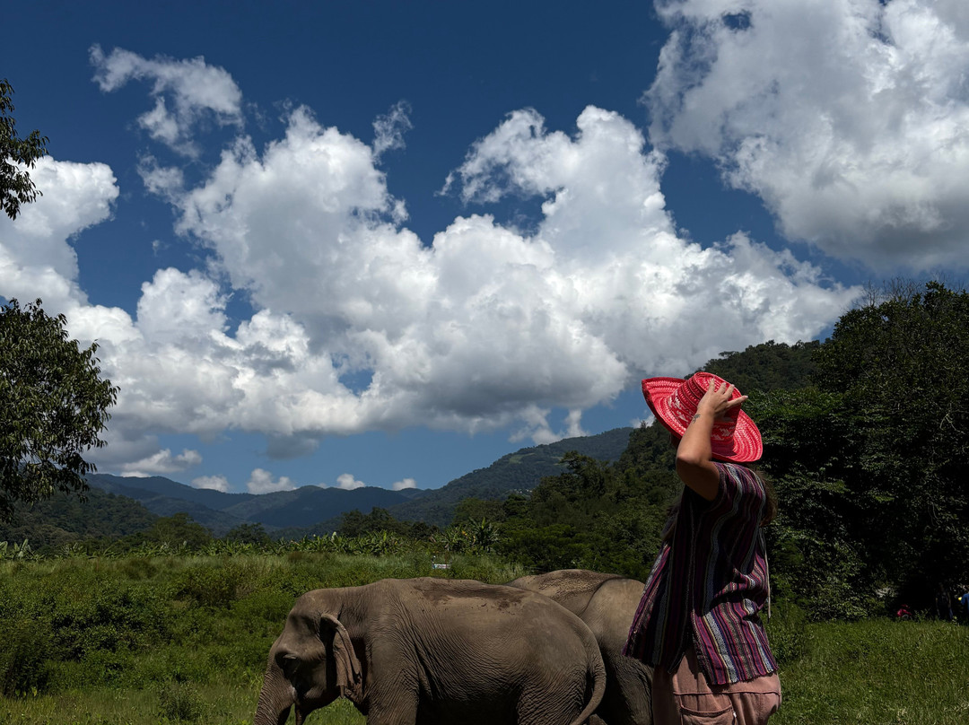 Doi Lom Elephant Rescue Sanctuary-夜登必去景点