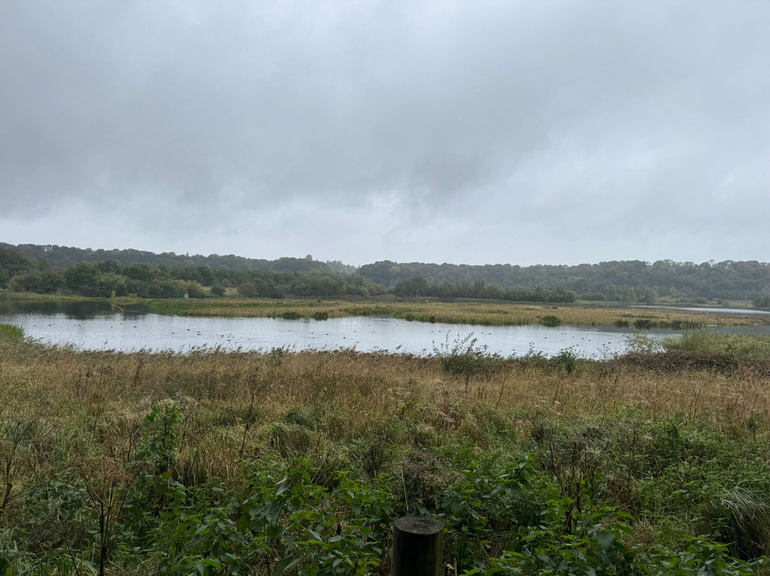 Brockholes Nature Reserve-普雷斯顿必去景点