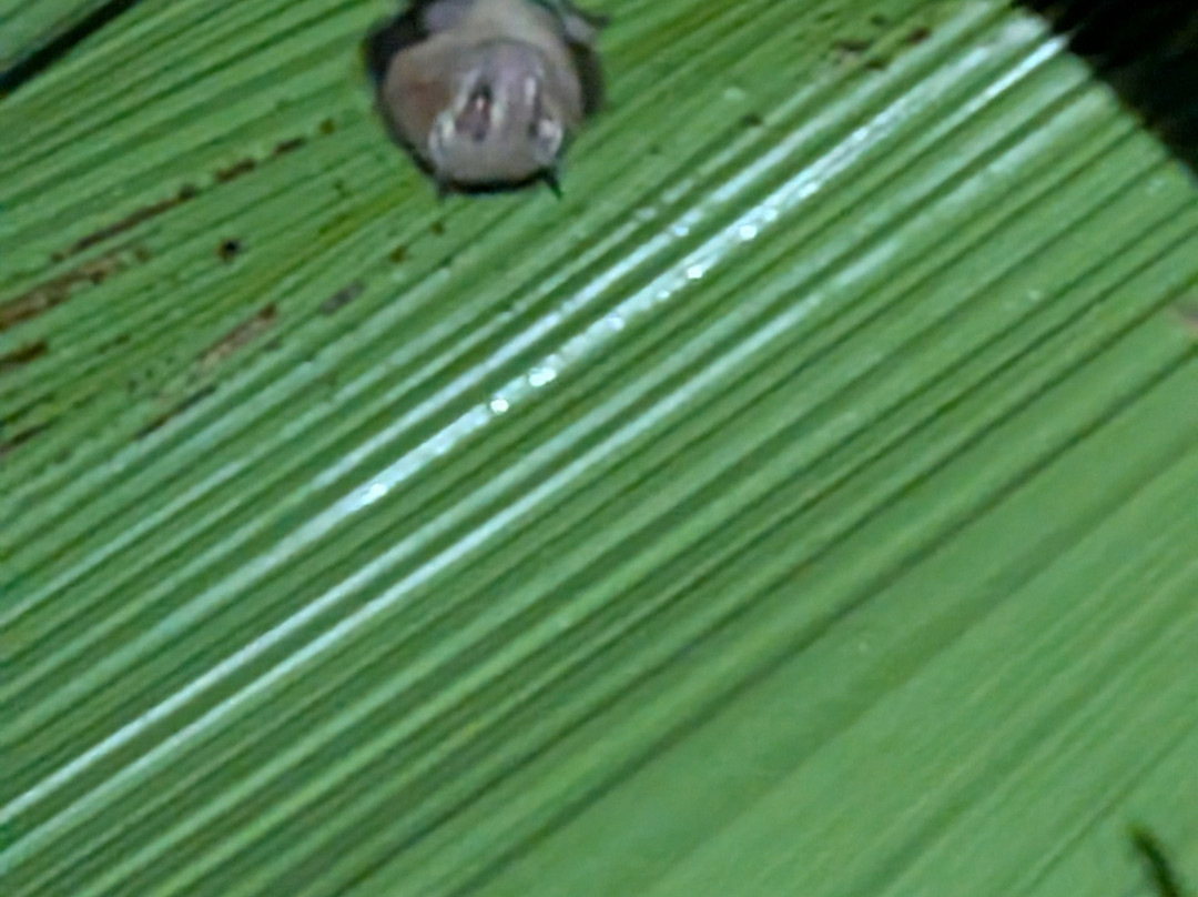 Manuel Antonio Expeditions-哥斯达黎加安东尼奥国家公园必去景点