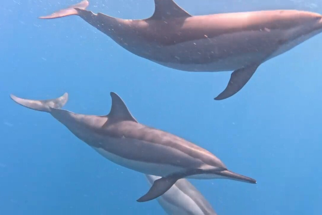 Dream Dolphin-黑河必去景点