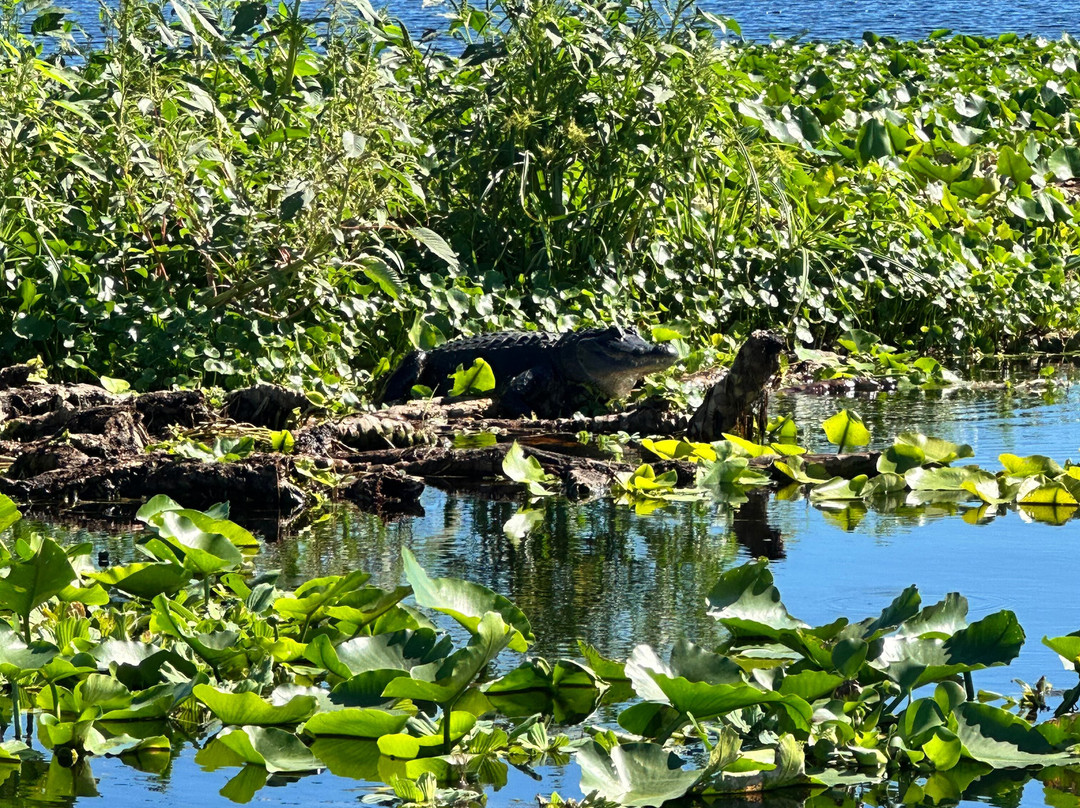 Airboat And Gator Charters-De Leon Springs必去景点