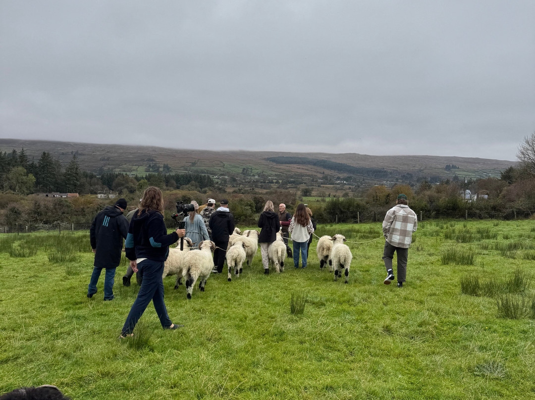 Wild Atlantic Sheep Walks-Tobercurry必去景点