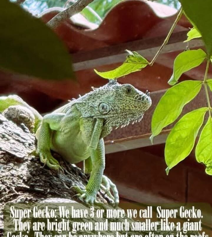 Sayulita Sandbar-Bahia de Banderas Municipality必去景点