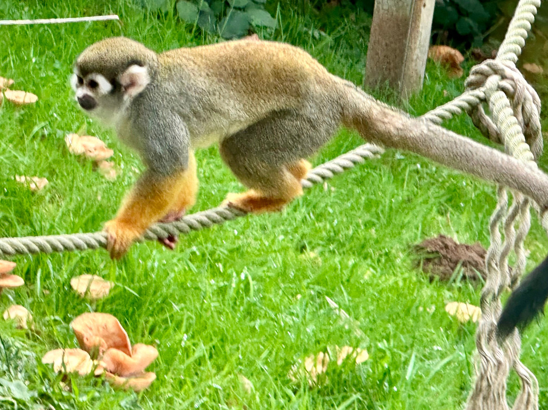 Woburn Safari Park-Woburn必去景点