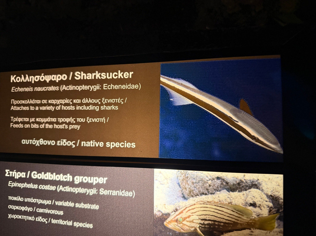Aquarium of Rhodes - Hydrobiological Station-罗德城必去景点