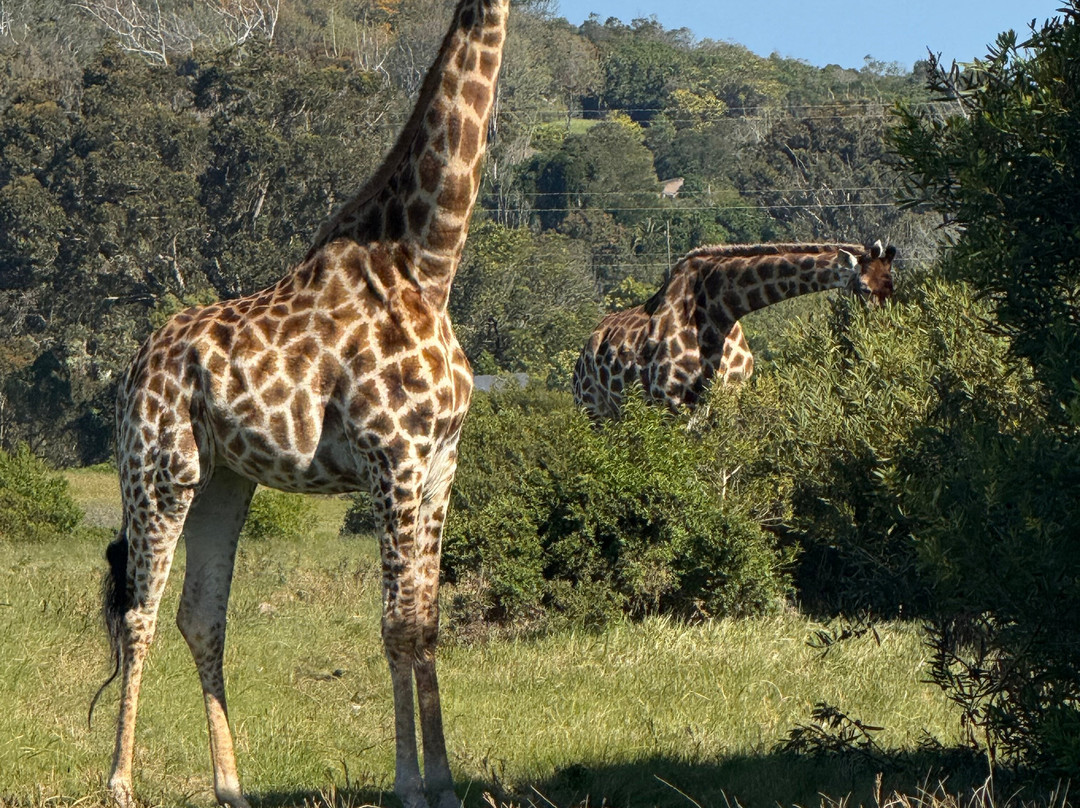 Kragga Kamma Game Park-伊丽莎白港必去景点