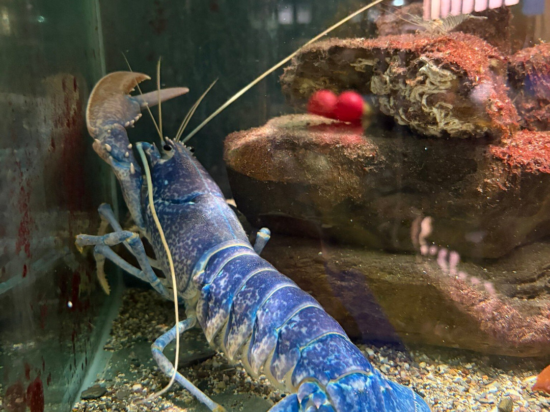 Ilfracombe Aquarium-伊尔弗勒科姆必去景点