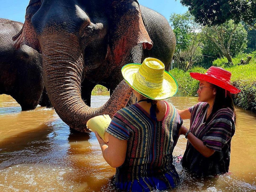 Doi Lom Elephant Rescue Sanctuary-夜登必去景点