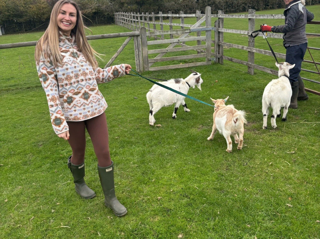 Little Goats At Brockenhurst-Brockenhurst必去景点