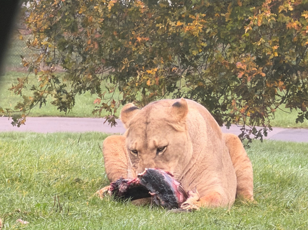 Woburn Safari Park-Woburn必去景点