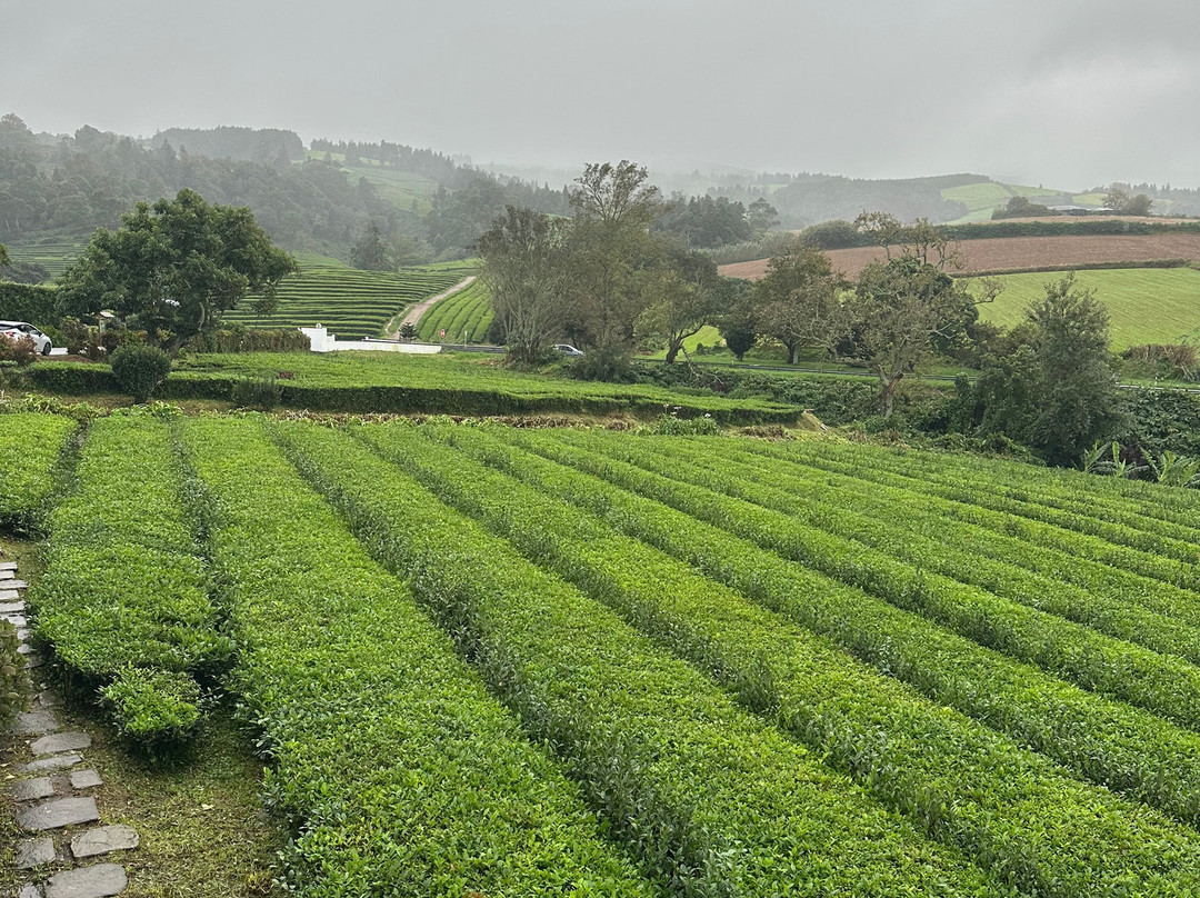Plantações de Chá Gorreana-Maia必去景点