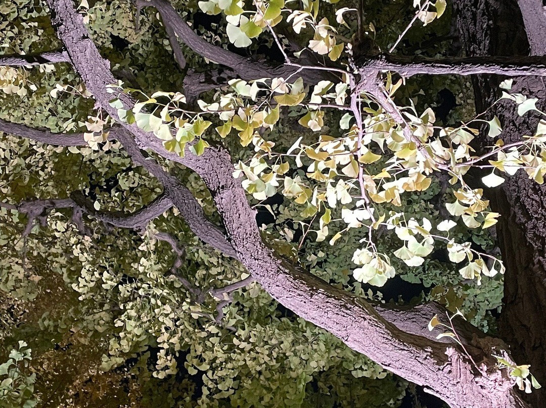 Jingu Gaien Ginkgo Tree-lined Street-港区必去景点