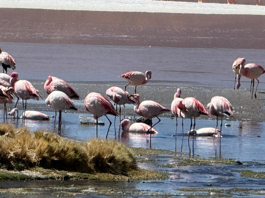 Laguna Colorada-乌尤尼必去景点