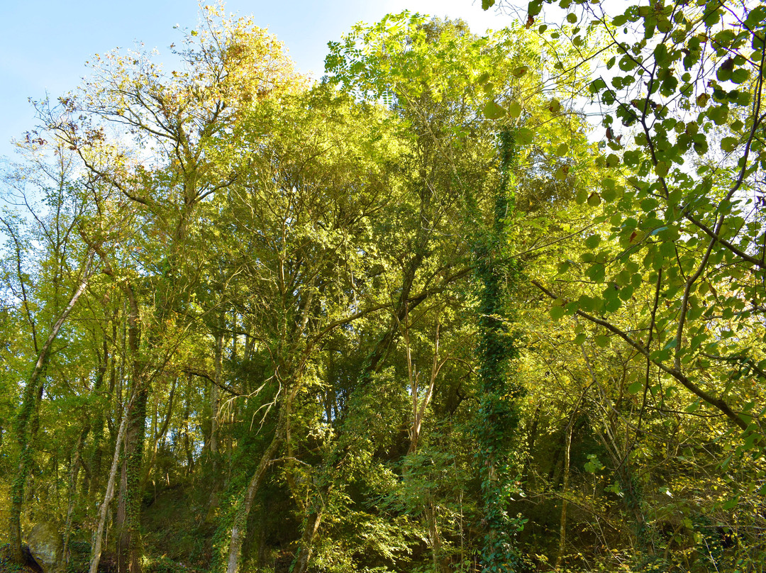 Opera Bosco - Museo di Arte nella Natura-Calcata必去景点