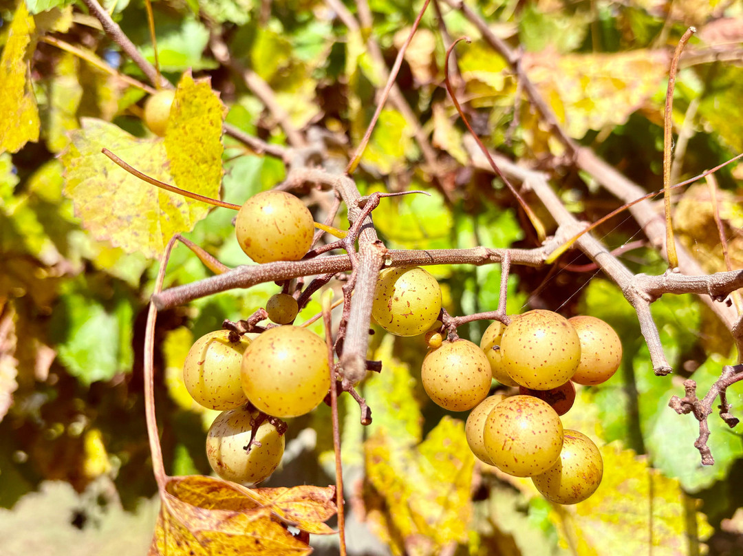 A Secret Garden Winery-Pikeville必去景点