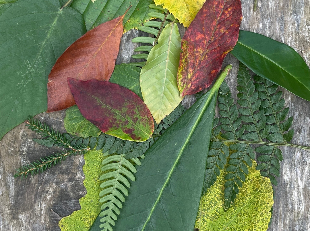 Minta Travel Design-Ardesen必去景点