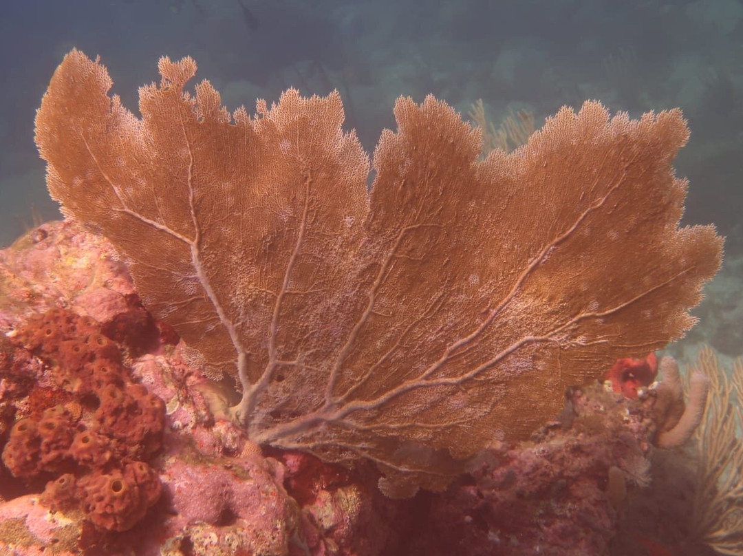 Tropicalsub Diving-Deshaies必去景点
