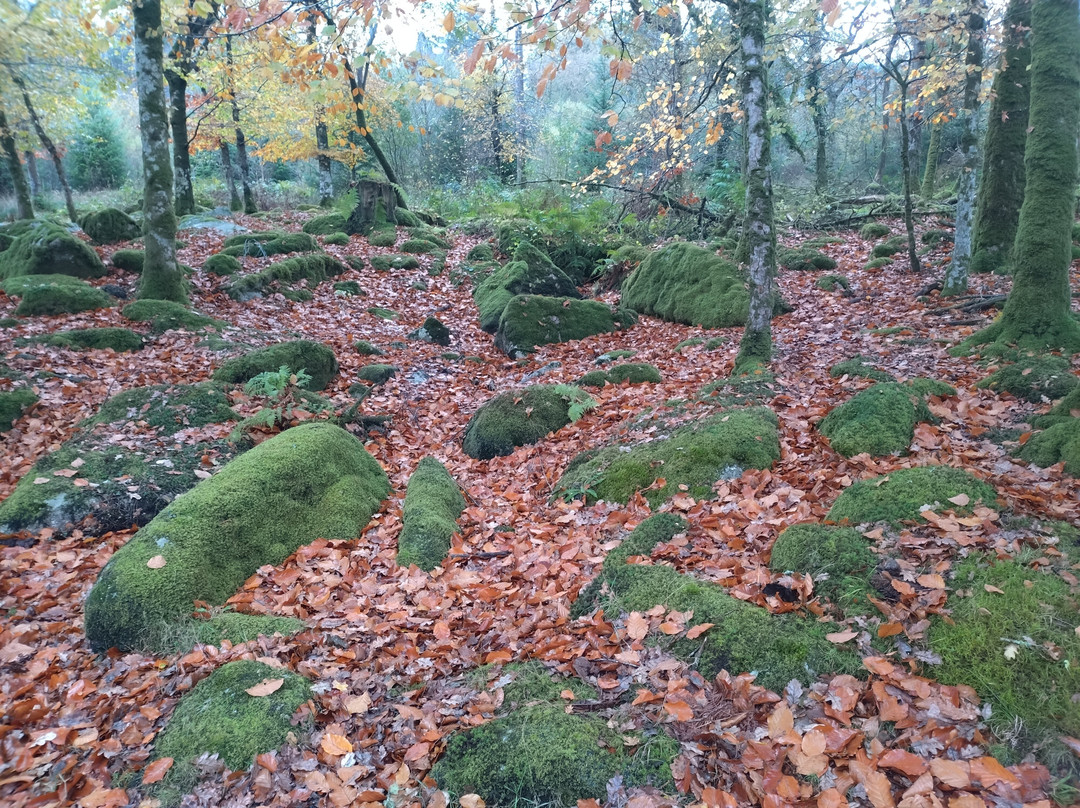 Burrator Reservoir-Yelverton必去景点