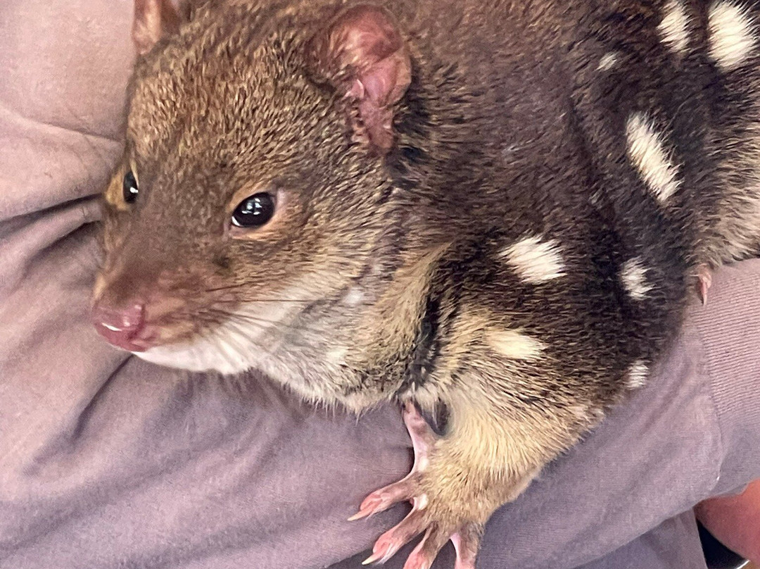 袋獾摇篮山-Cradle Mountain必去景点