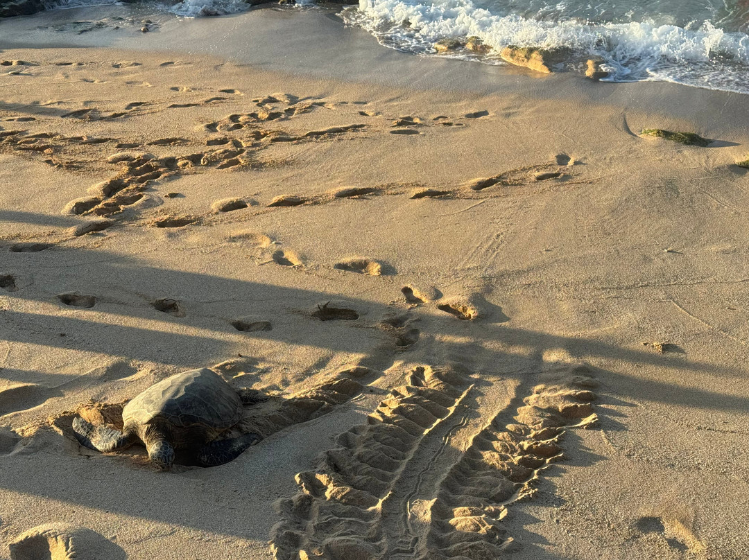 Hawaii Tours-火奴鲁鲁必去景点