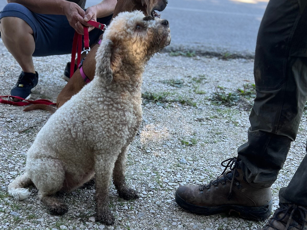 Karlic Tartufi-Buzet必去景点
