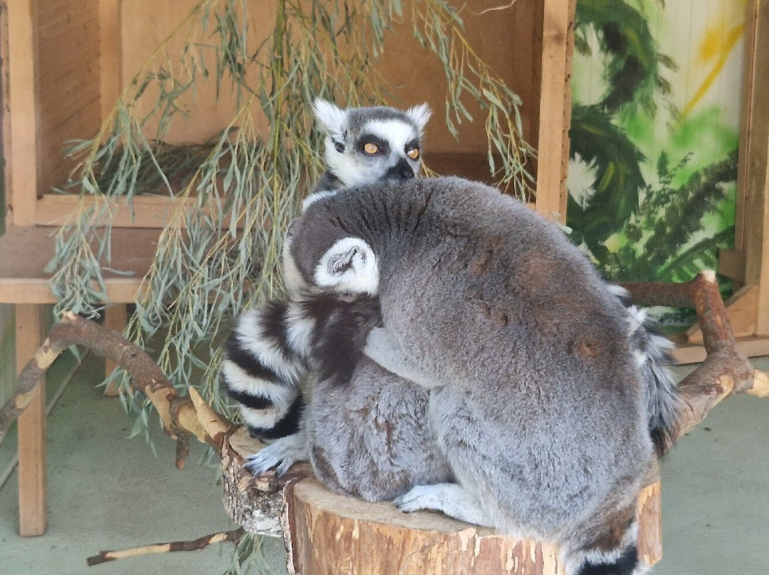 Chisinau Zoo-基希讷乌必去景点