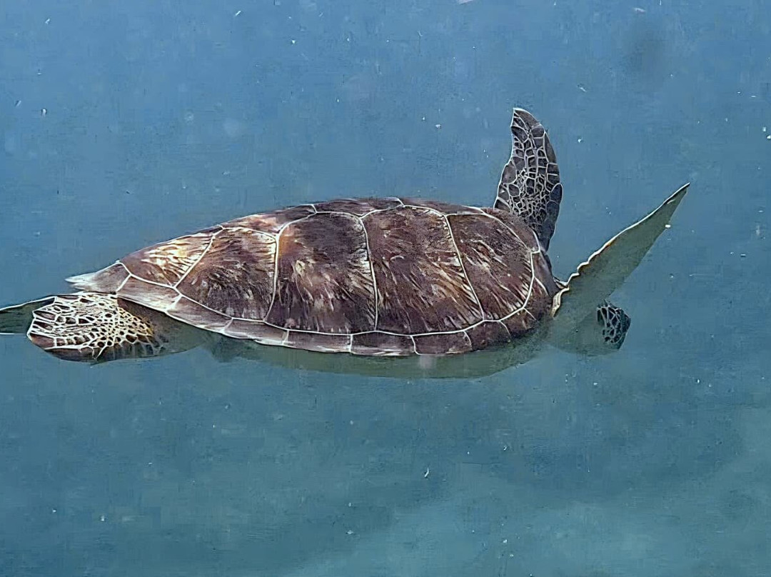 Vieques Snorkel Tours-维切克岛必去景点