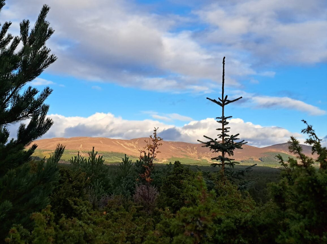 Rothiemurchus-阿维莫尔必去景点