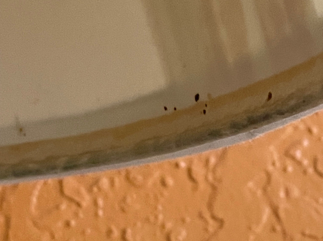 Green Bird Inn主图