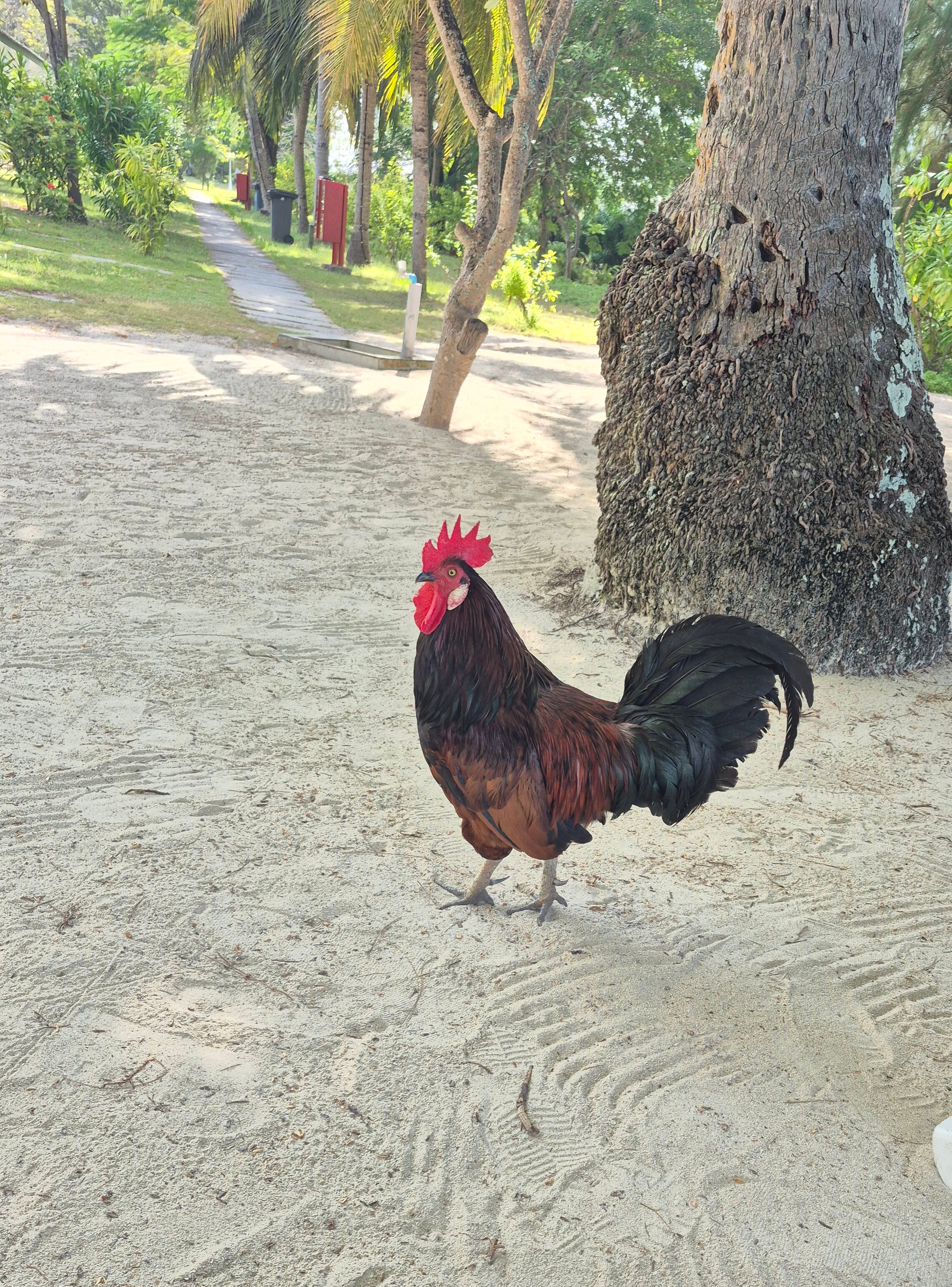 赤道村酒店-泳池