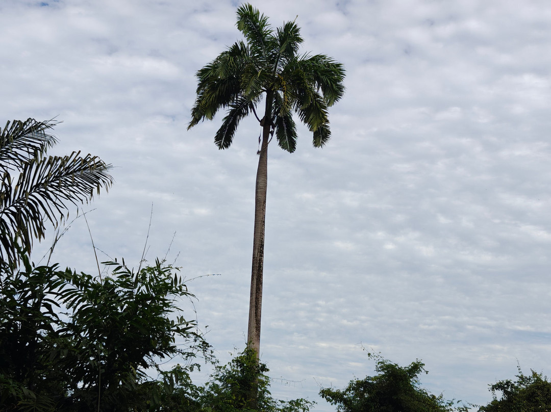 Limeland Tours-特立尼达必去景点