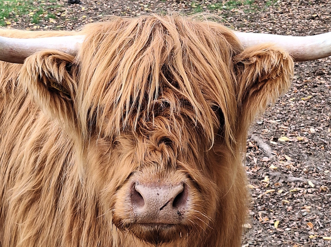 Highland Cow Cottage-Royston必去景点