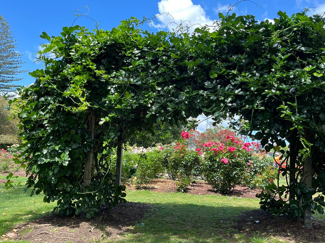 帕内尔玫瑰花园-奥克兰中心地区必去景点