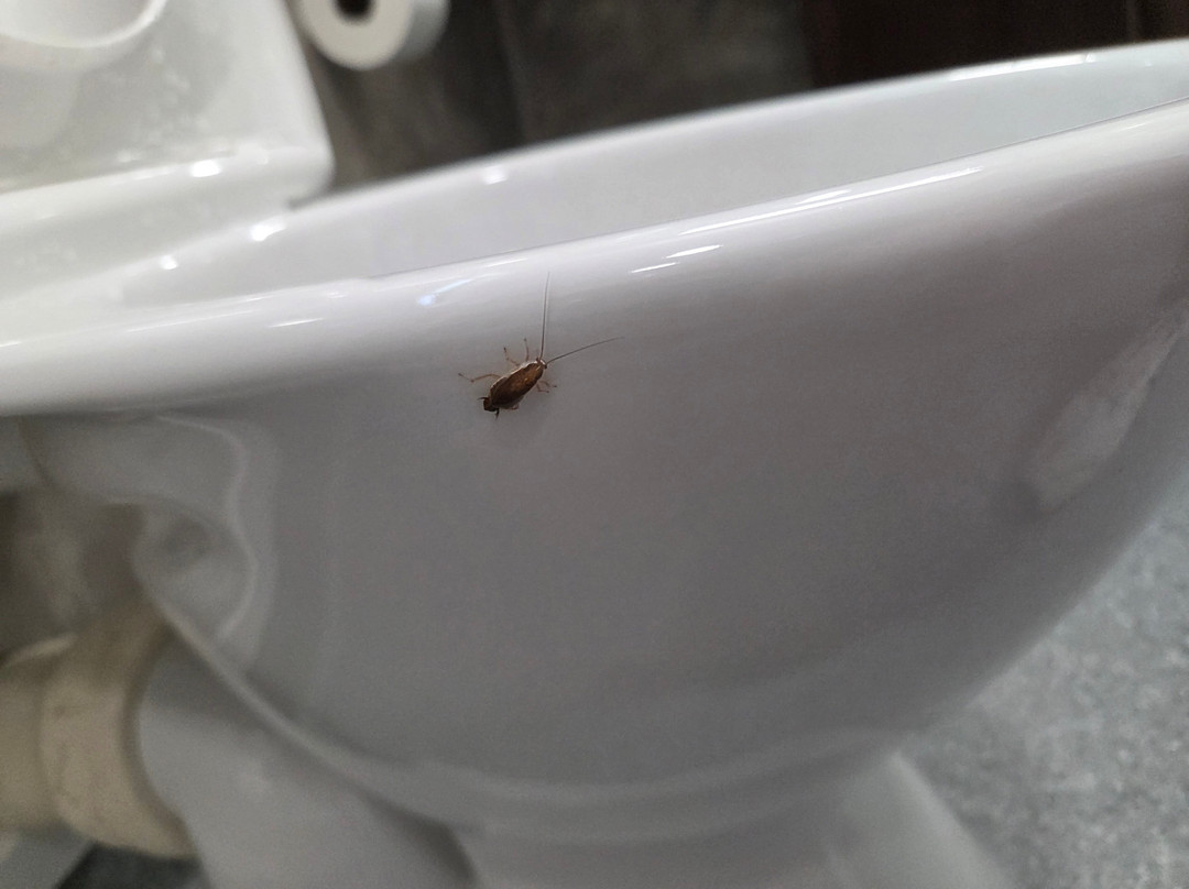 Beetham Park Motel主图