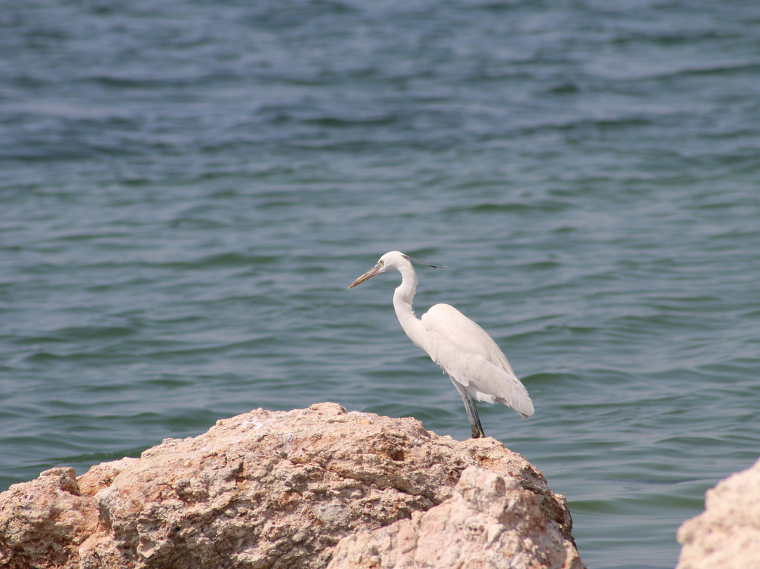 Jebel Ali Beach-杰贝阿里必去景点