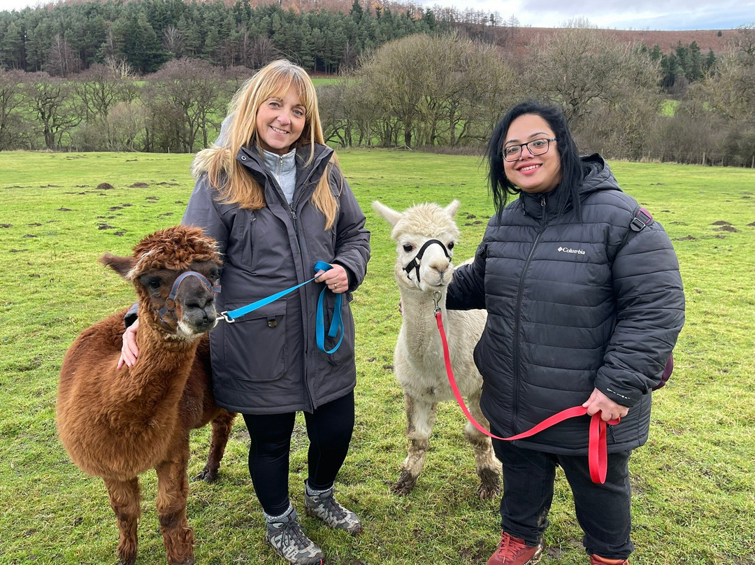 Little Alpaca Company