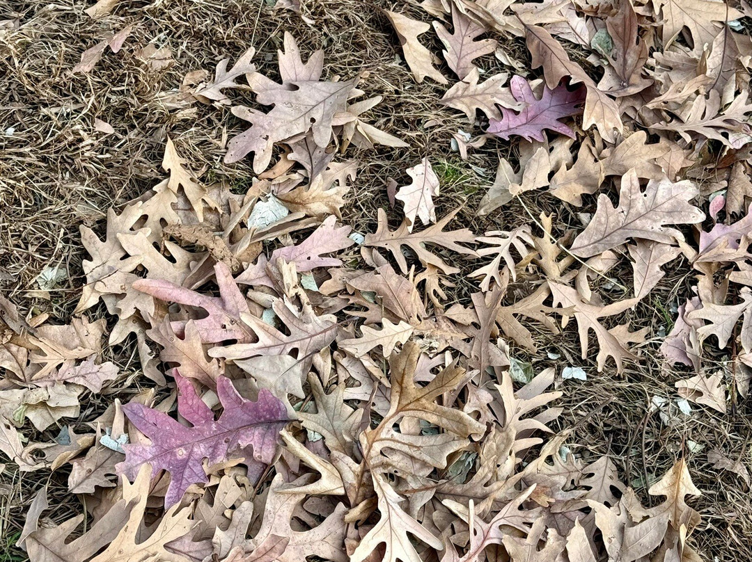 Indian Creek Nature Center-锡达拉皮兹必去景点