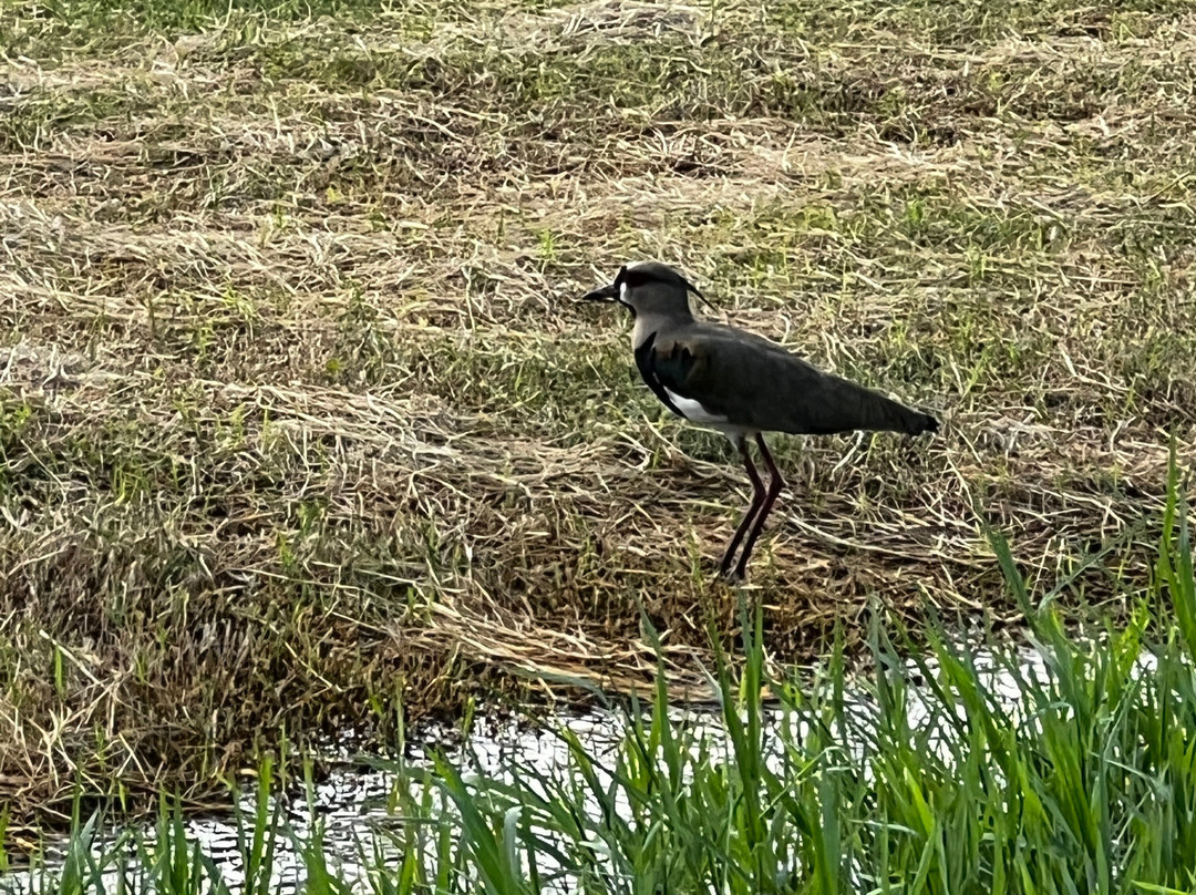 Guyana National Park-乔治城必去景点
