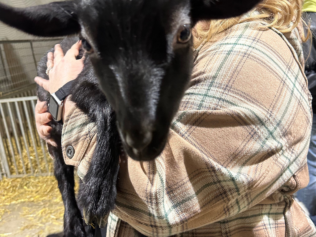 Udderly Ridiculous Farm Life-Blandford-Blenheim必去景点