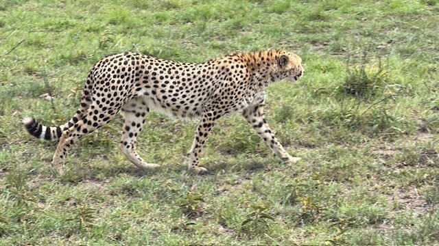Shoor Safaris Kenya-内罗毕必去景点